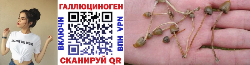 что такое   Гаврилов-Ям  Галлюциногенные грибы Magic Shrooms 